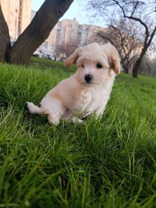 Милі медвежата Мальтипу Ф1 хлопчики