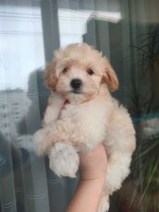 Милі медвежата Мальтипу Ф1 хлопчики