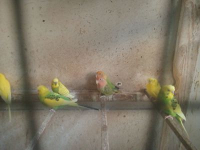 Нерозлучники розовощекі