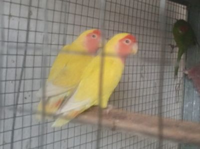 Продам молодих неразлучків