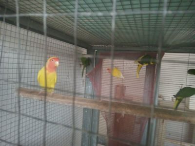 Продам молодих неразлучків