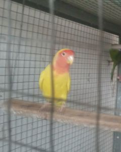 Продам молодих неразлучків