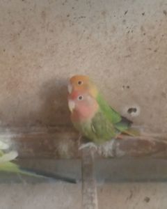 Нерозлучники розовощекі