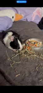 Морська свинка