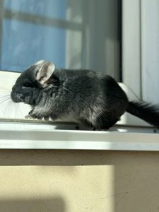 Продаємо Шиншилу ангора