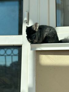 Продаємо Шиншилу ангора