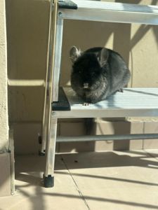 Продаємо Шиншилу ангора