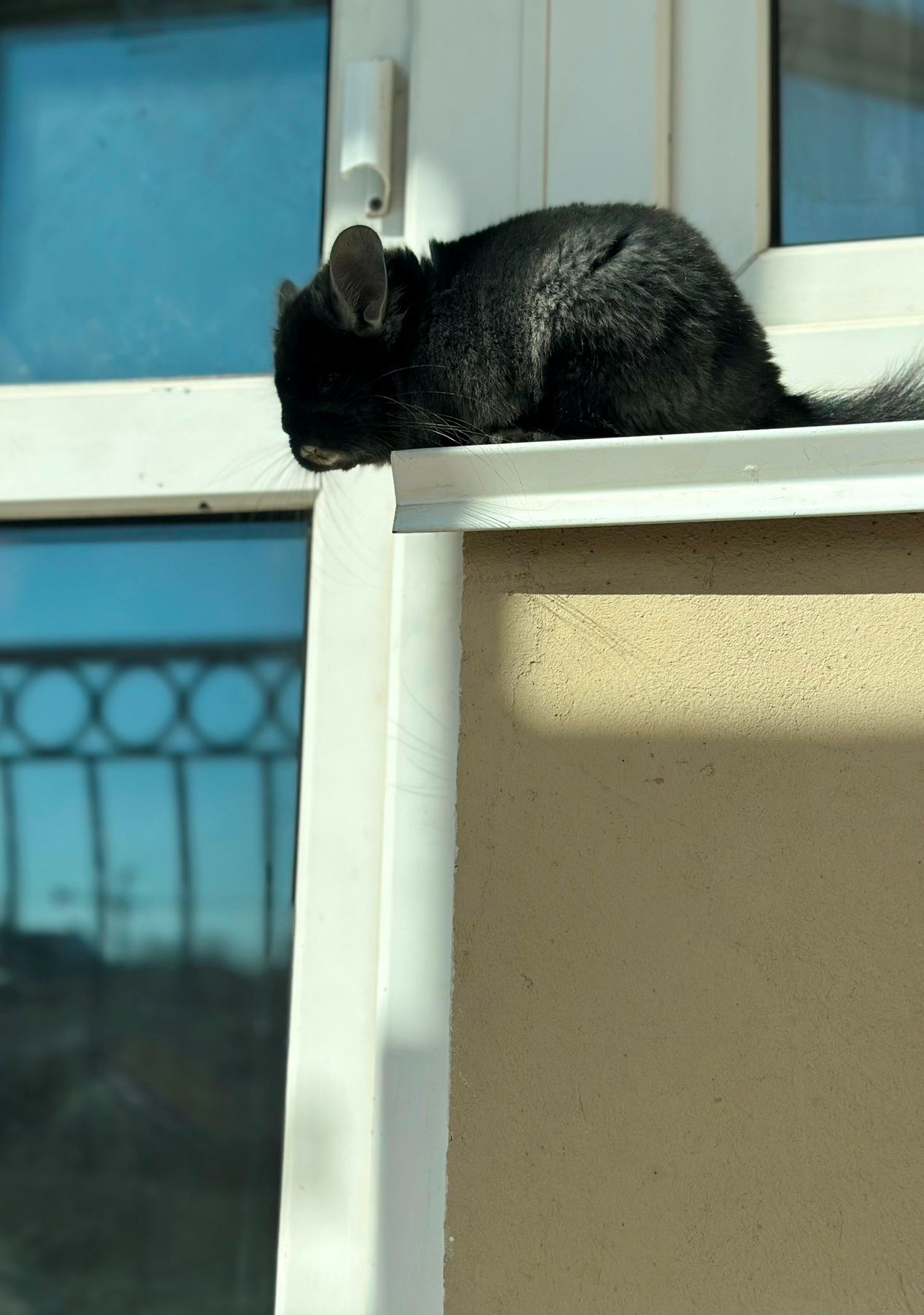 Продаємо Шиншилу ангора