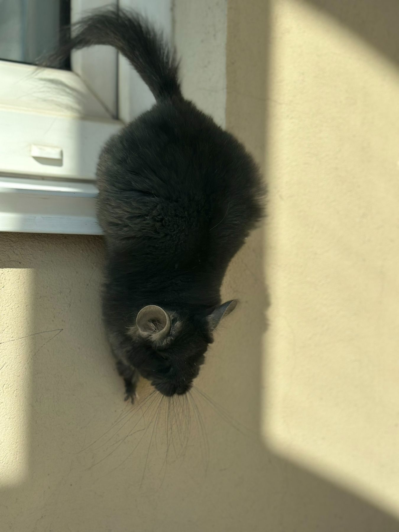 Продаємо Шиншилу ангора