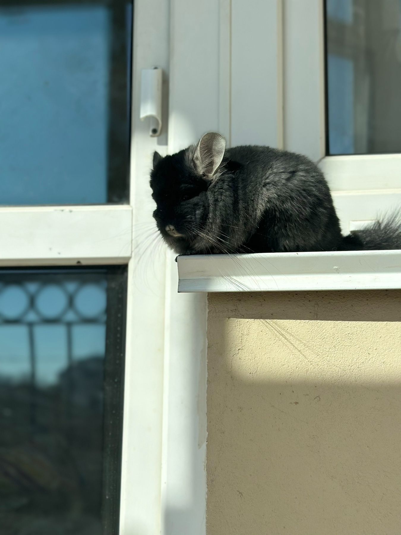 Продаємо Шиншилу ангора