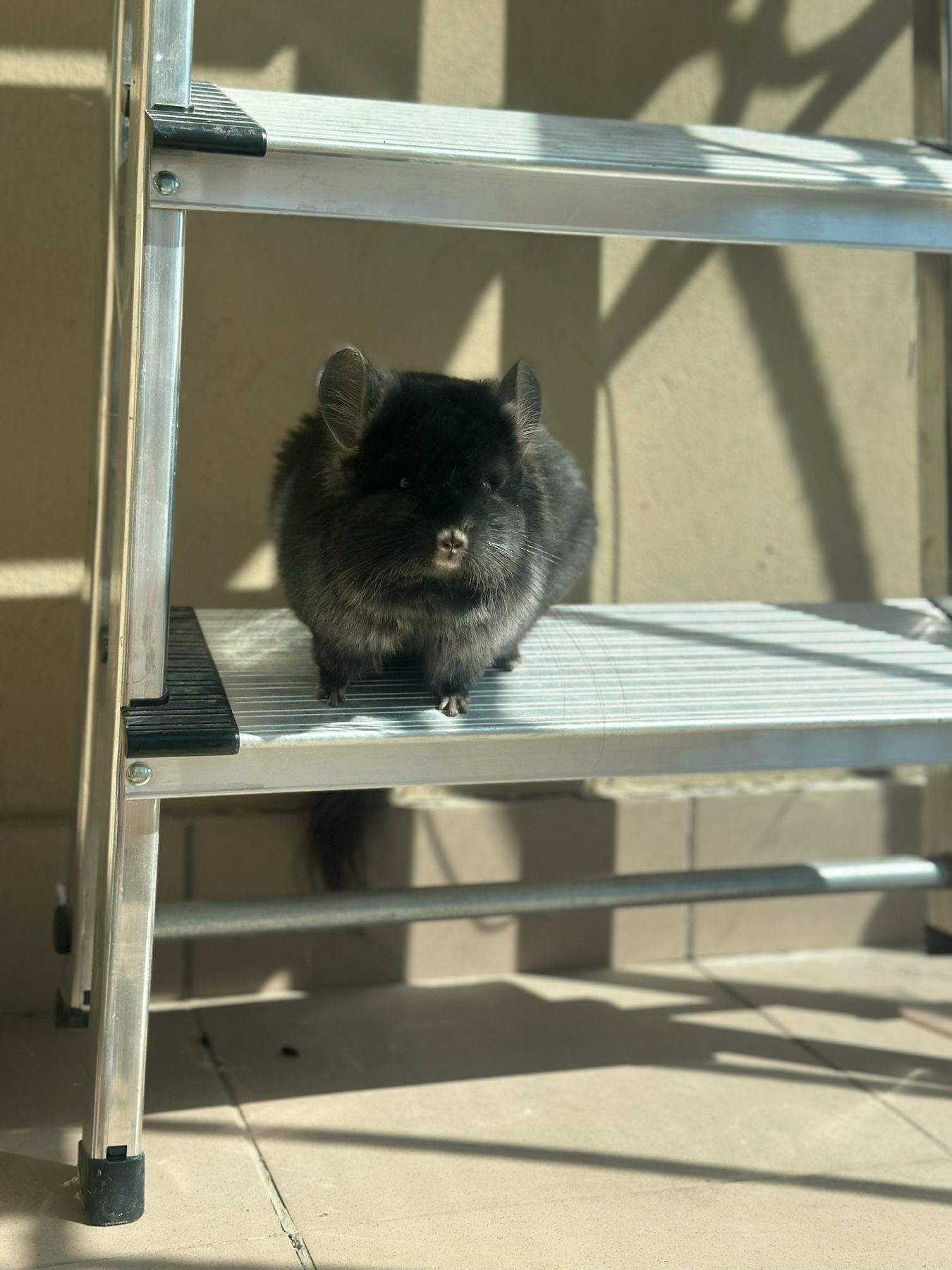 Продаємо Шиншилу ангора