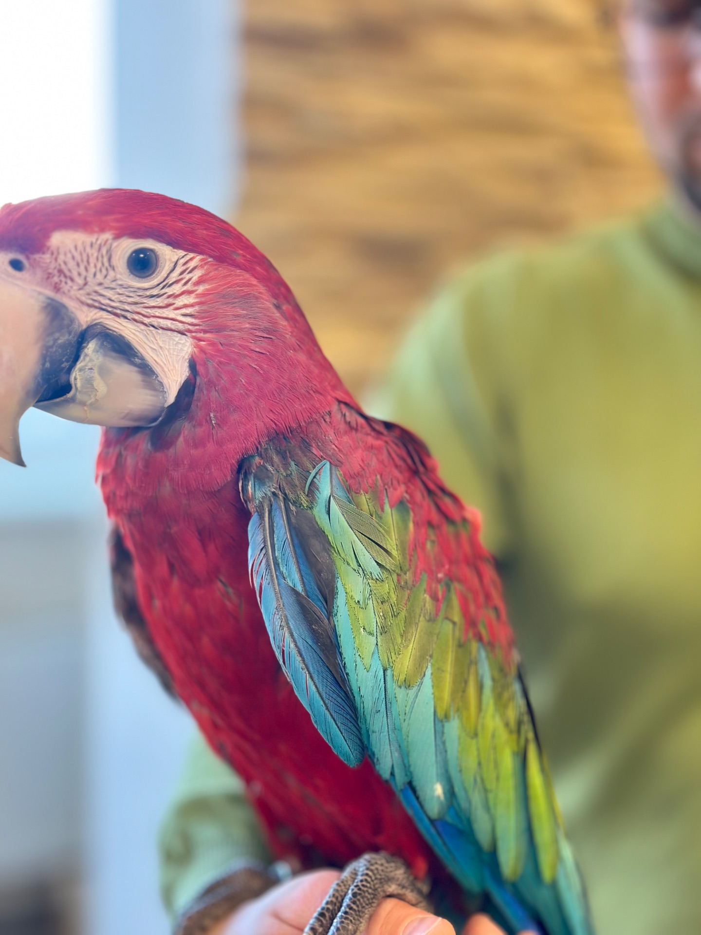 Птенчик попугая Ара Арлекин