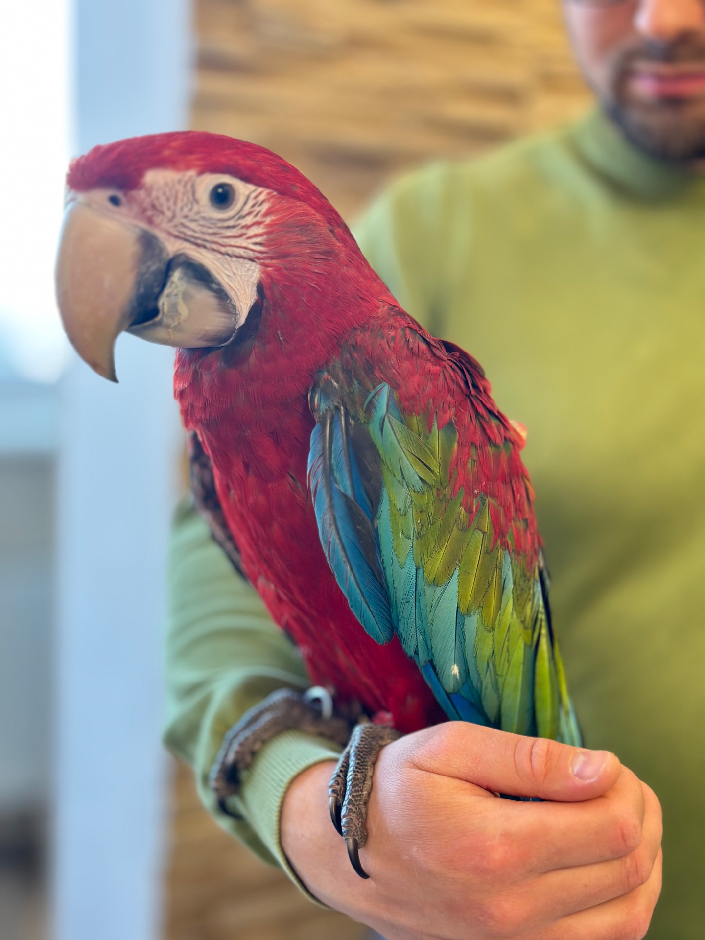 Птенчик попугая Ара Арлекин