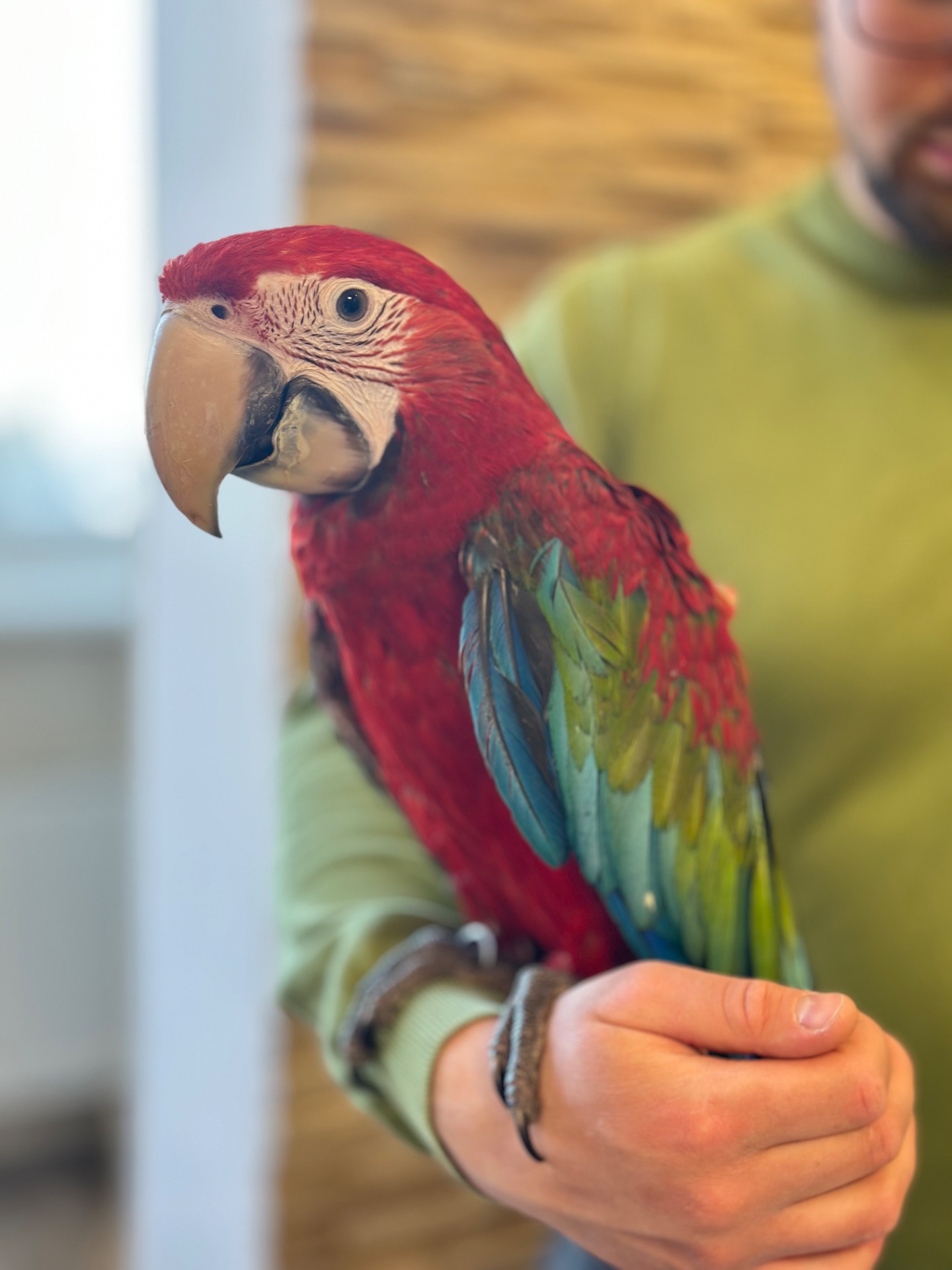 Птенчик попугая Ара Арлекин