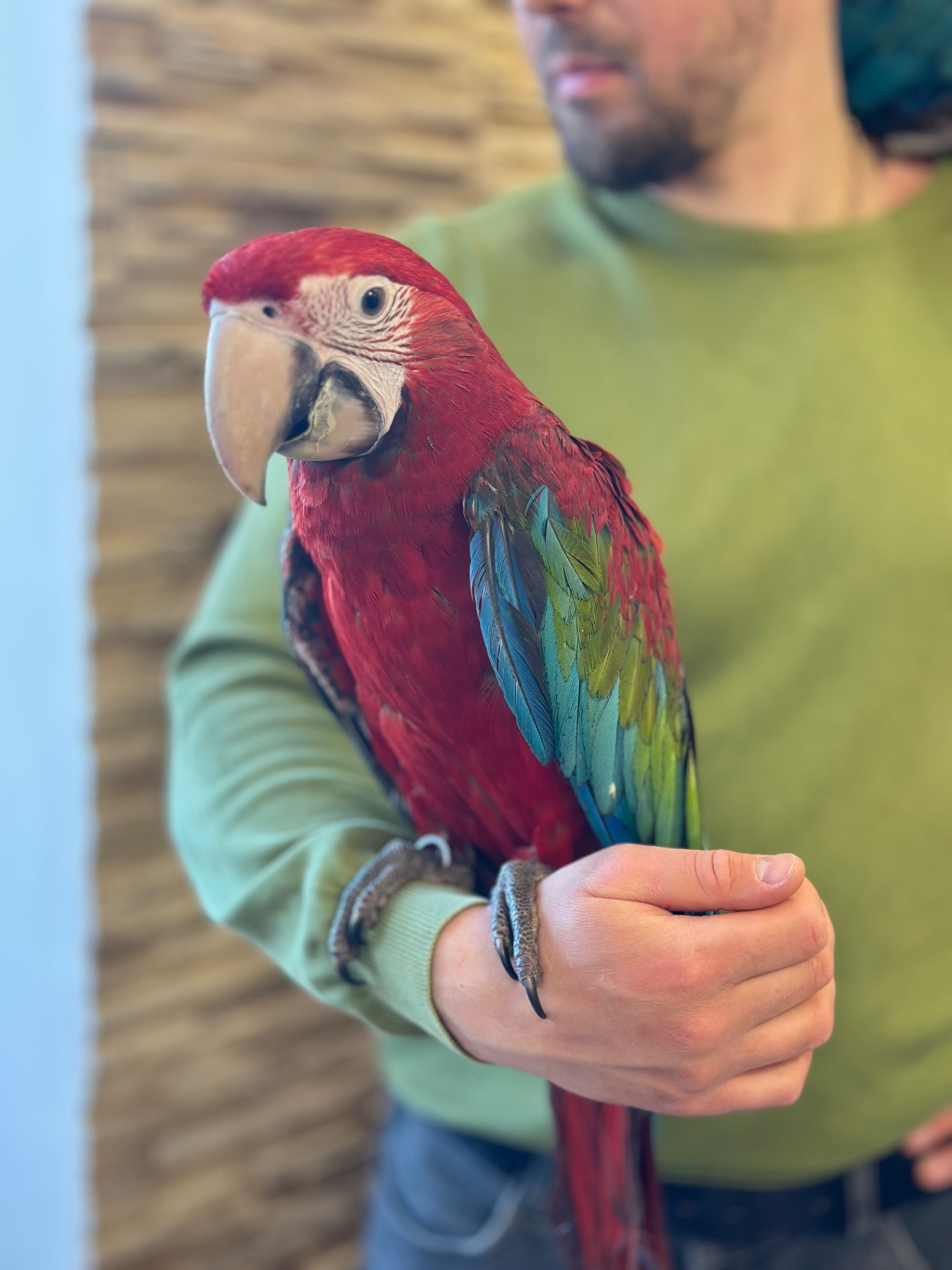 Птенчик попугая Ара Арлекин