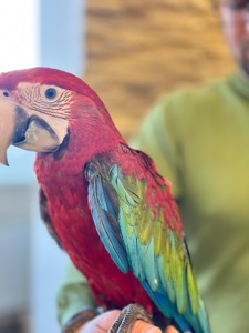 Птенчик попугая Ара Арлекин