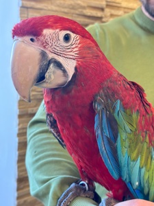 Птенчик попугая Ара Арлекин