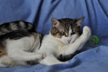 Кошеня Том, хлопчик