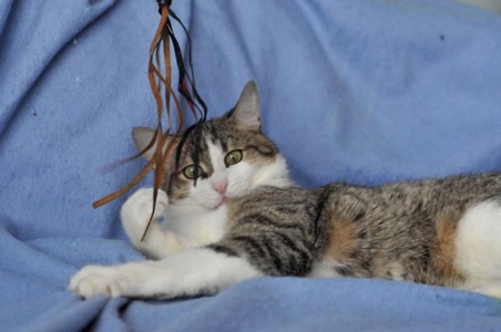 Кошеня Том, хлопчик