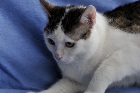 Кошеня Саша