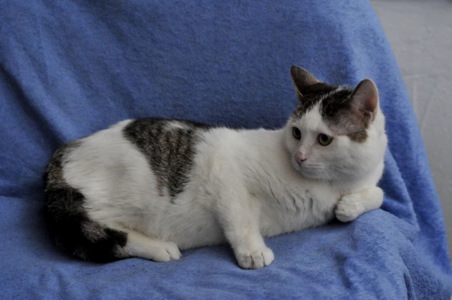 Кошеня Саша