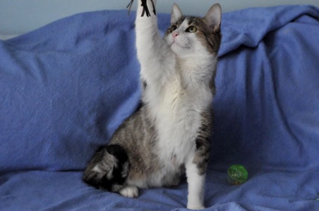 Кошеня Том, хлопчик