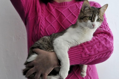 Кошеня Том, хлопчик