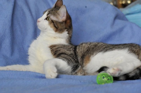 Кошеня Том, хлопчик