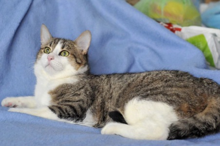 Кошеня Том, хлопчик