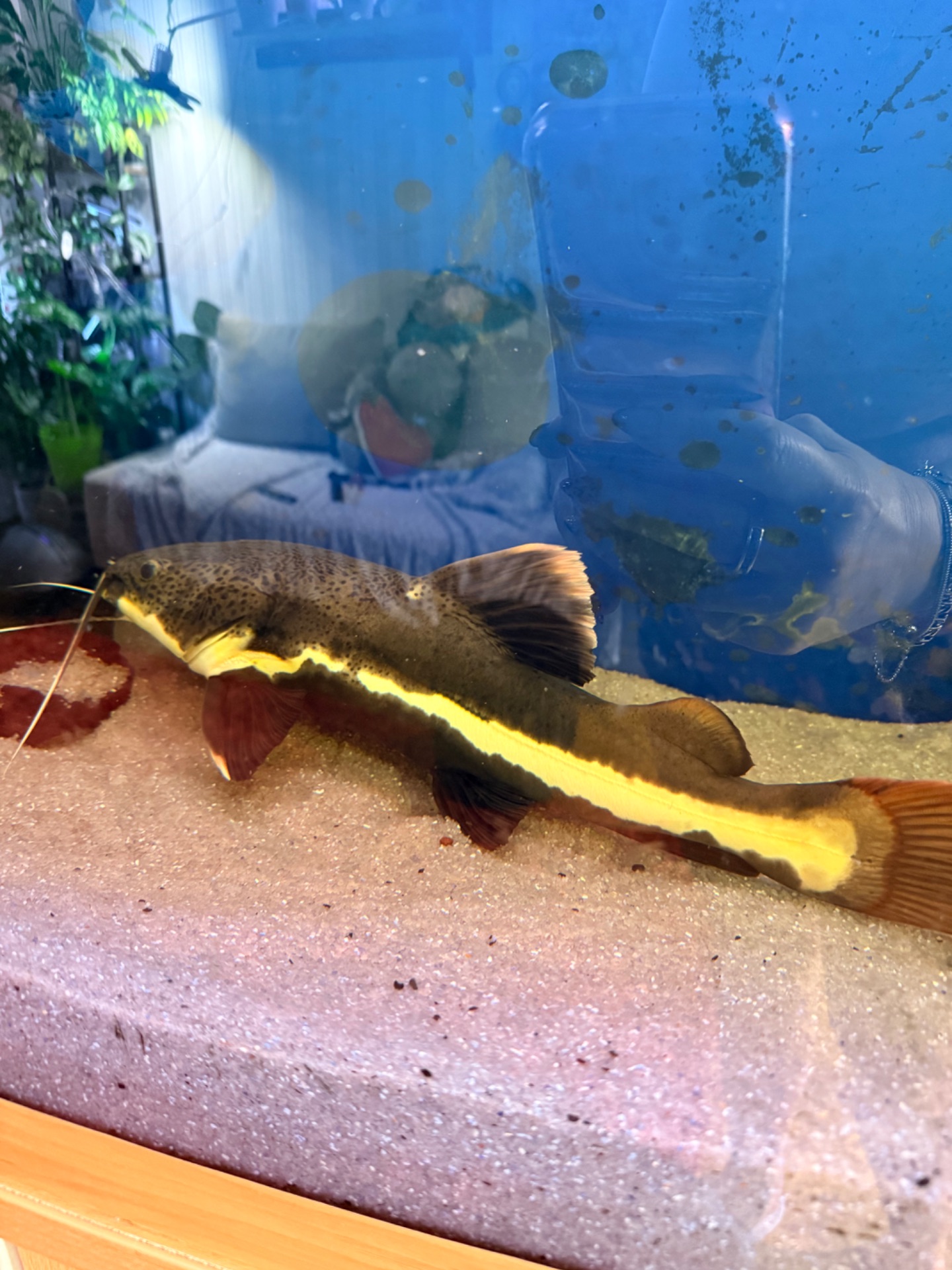 Червонохвостий сом