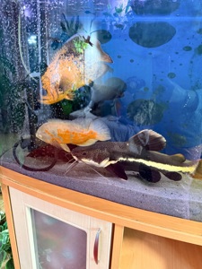 Червонохвостий сом