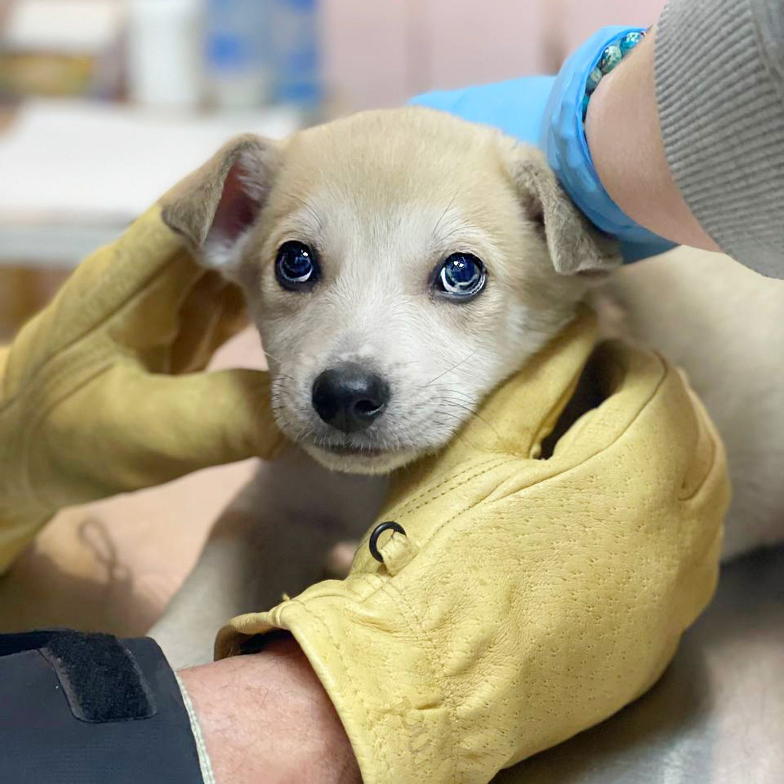 цуценя метис хаскі, біленький