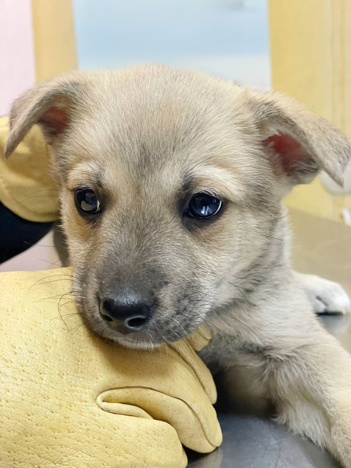 цуценя метис хаскі, сірий