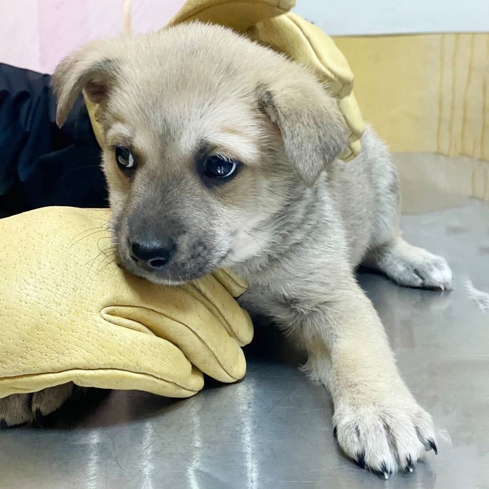 цуценя метис хаскі, сірий