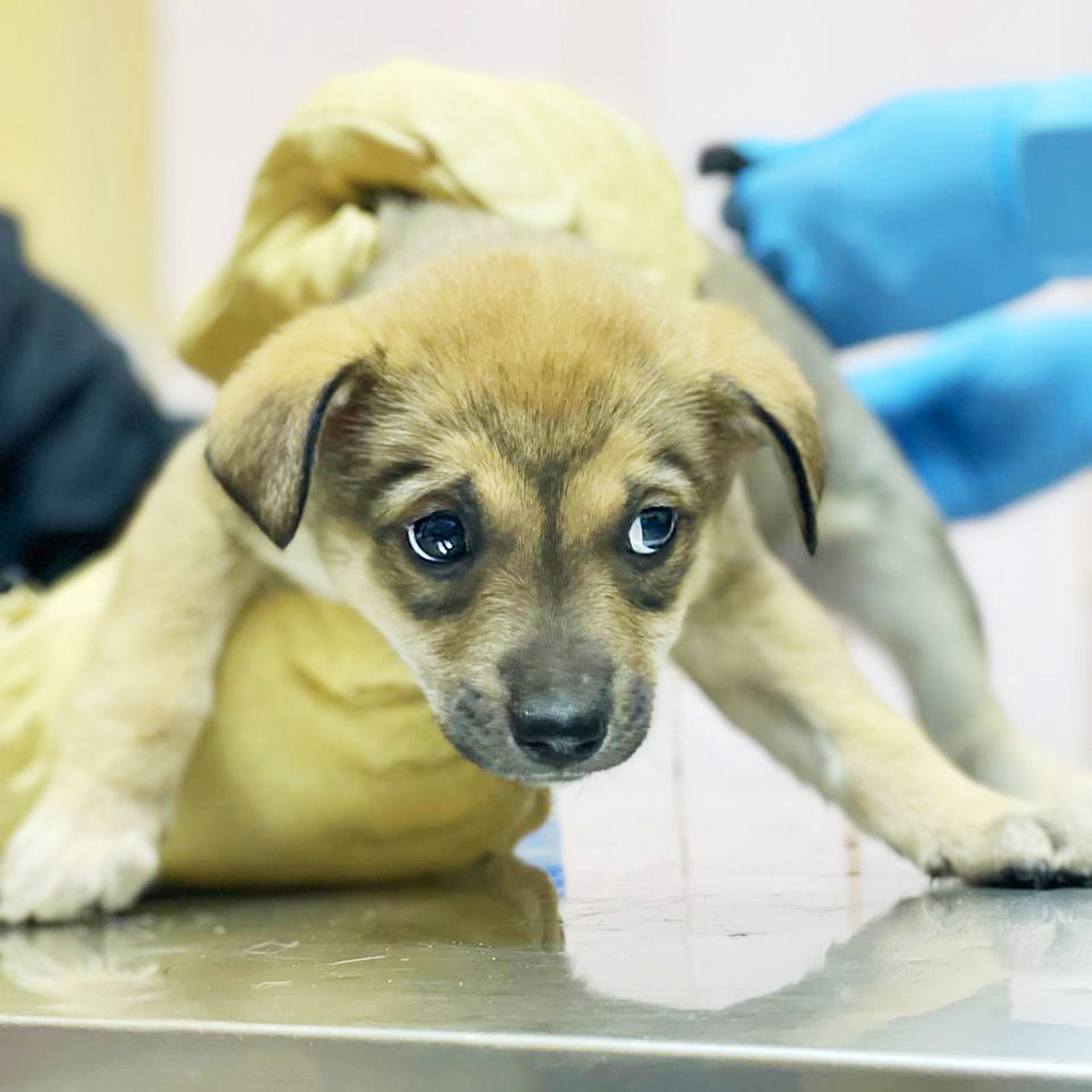 цуценя дівчинка метис хаскі