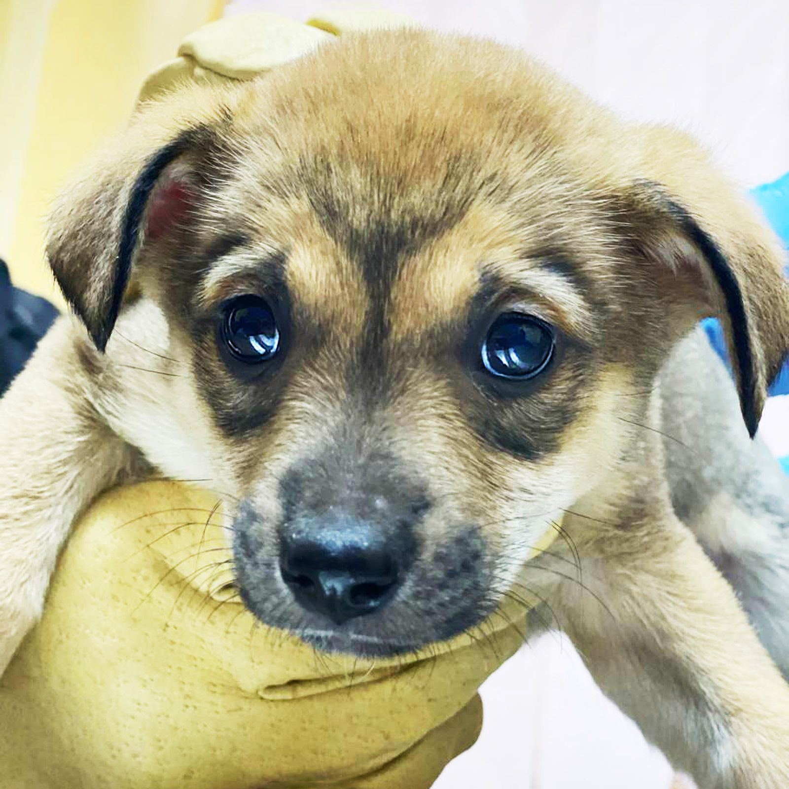 цуценя дівчинка метис хаскі