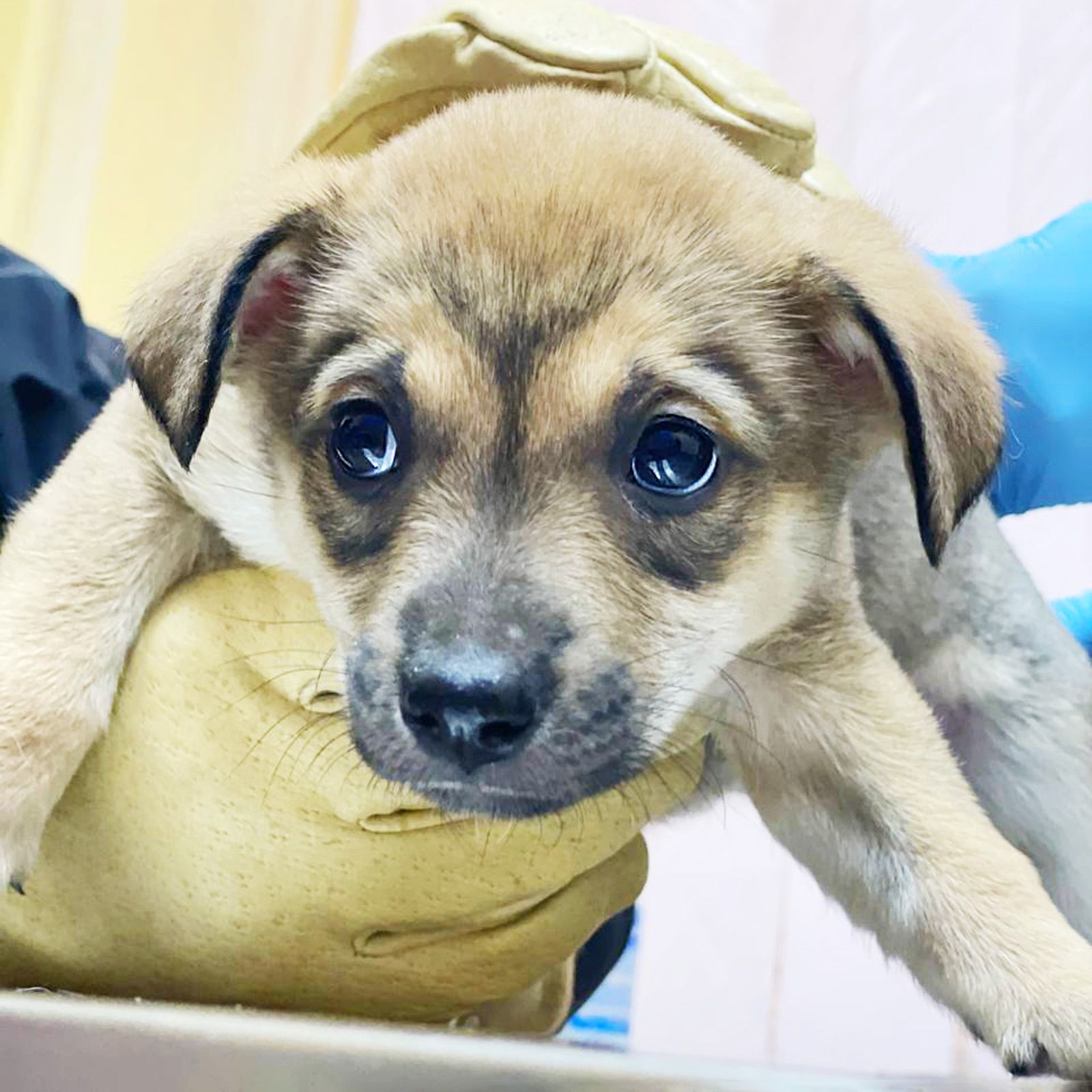 цуценя дівчинка метис хаскі