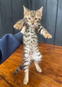 Котик породи Тойгер, звати Юго