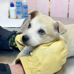 цуценя метис хаскі, біленький