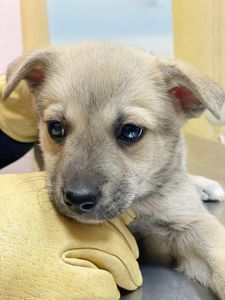 цуценя метис хаскі, сірий