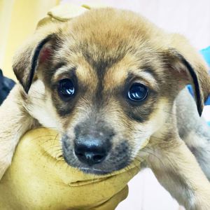 цуценя дівчинка метис хаскі