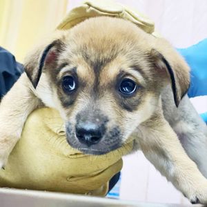 цуценя дівчинка метис хаскі