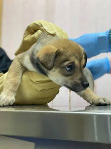 цуценя дівчинка метис хаскі