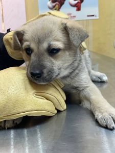 цуценя метис хаскі, сірий