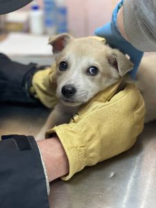 цуценя метис хаскі, біленький