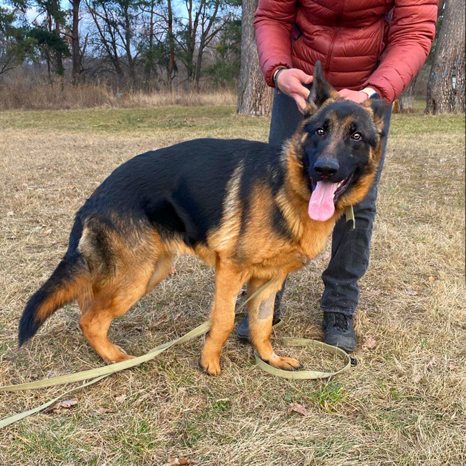 цуценя Байрон