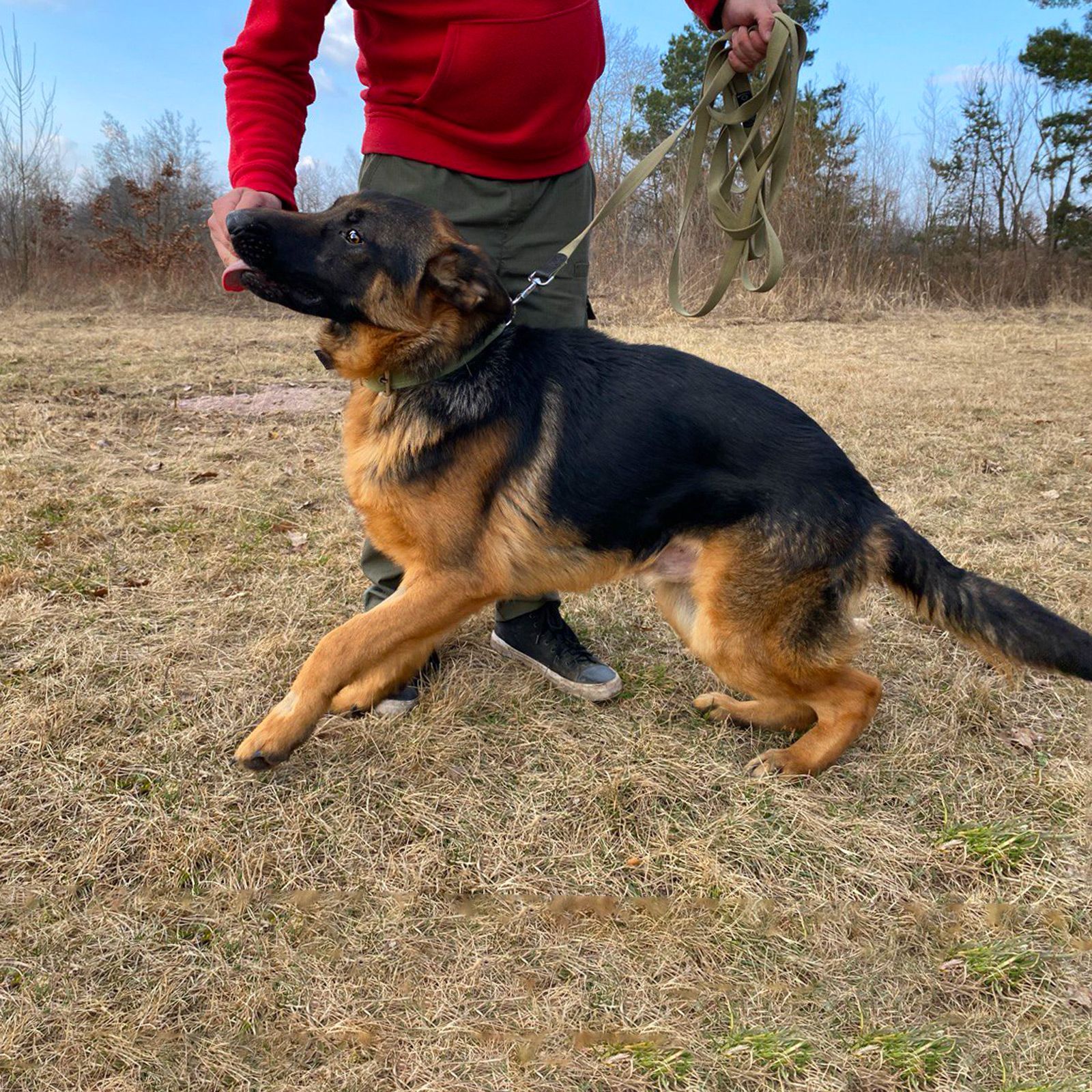 цуценя Байрон