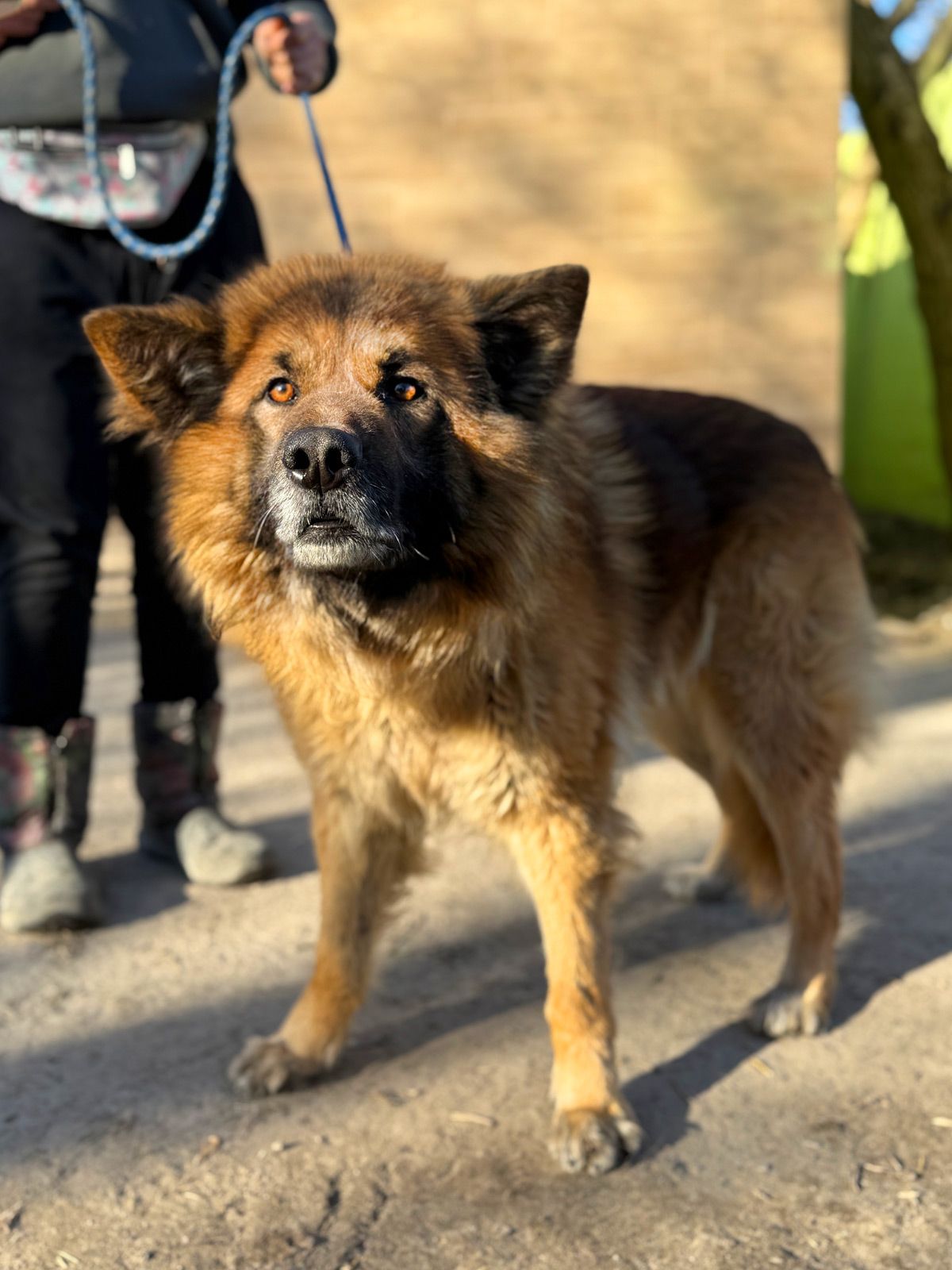 Довгошерстий вівчарка Джордан, 4р