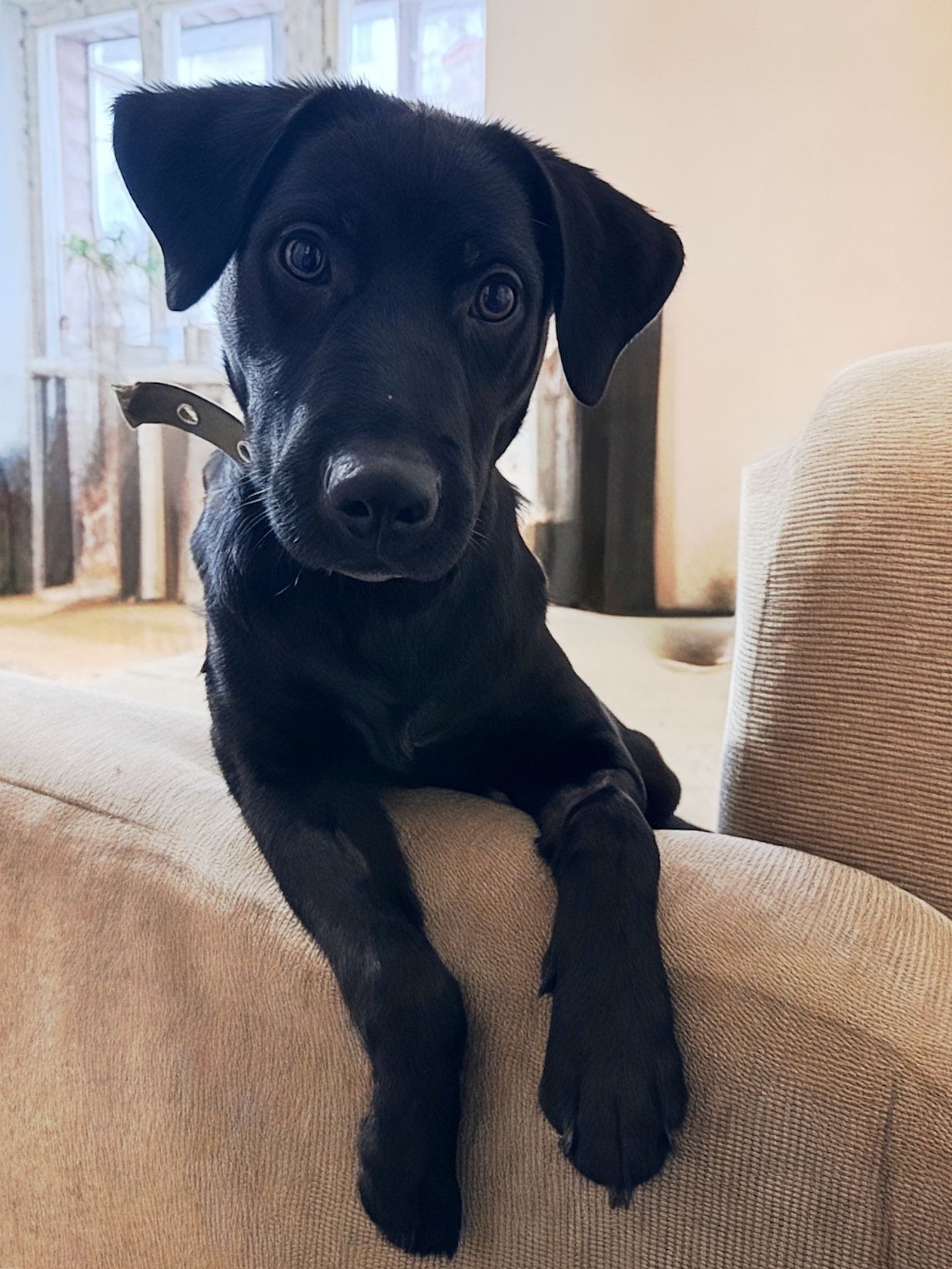 цуценя Грім, метис лабрадора