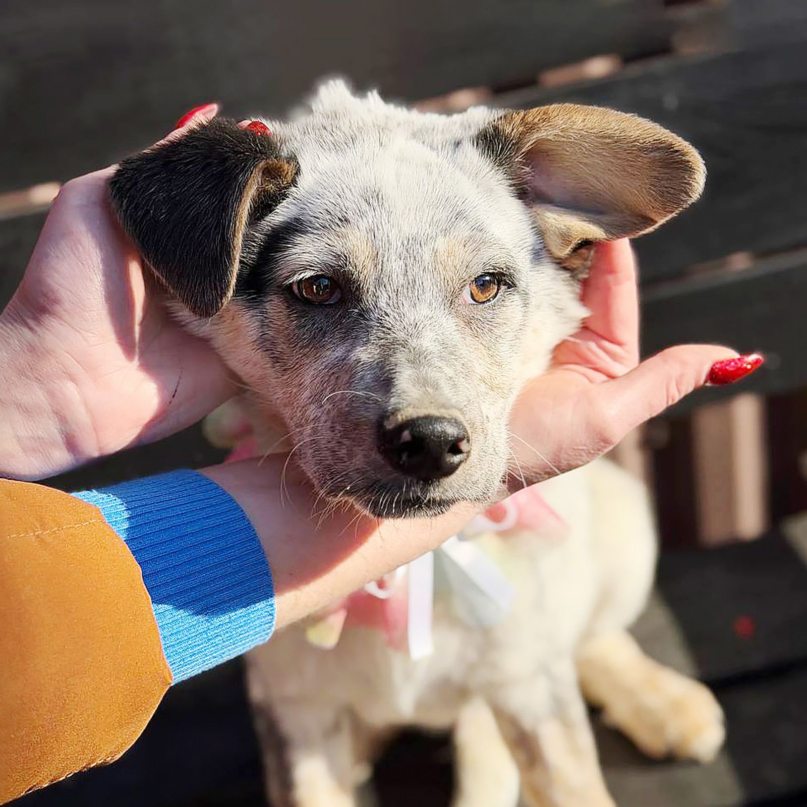 цуценя Скай